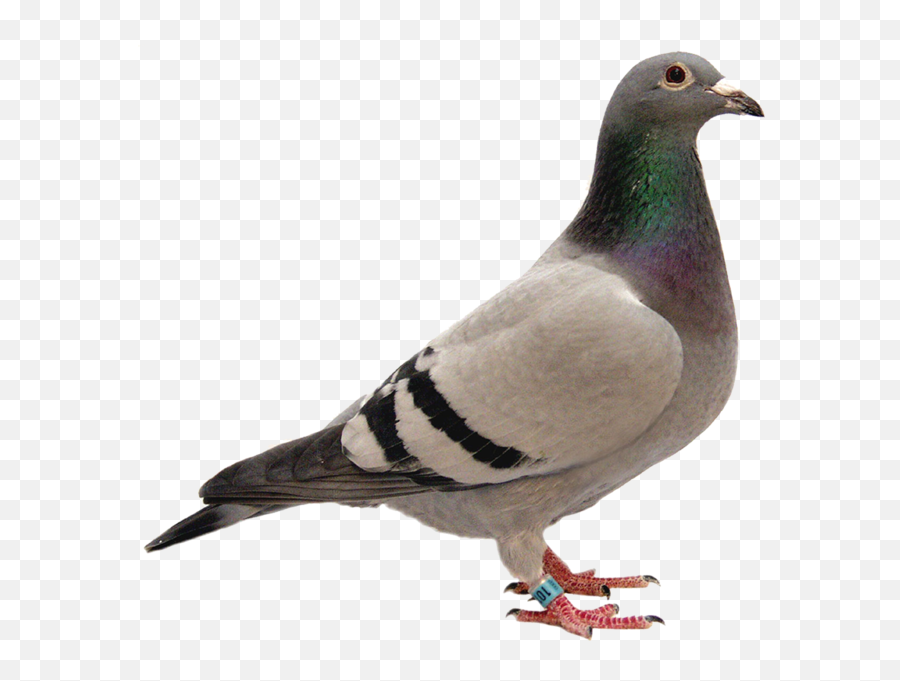 Pretty Pigeon - Pigeon Png,Pigeon Png