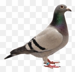 Pretty Pigeon - png