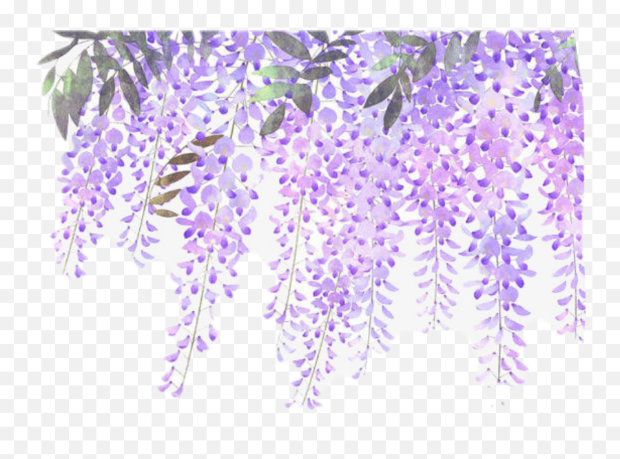 Download Flowers Vines Purple Sticker - Lavender Flower Transparent Wisteria Flower Png,Purple Border Png