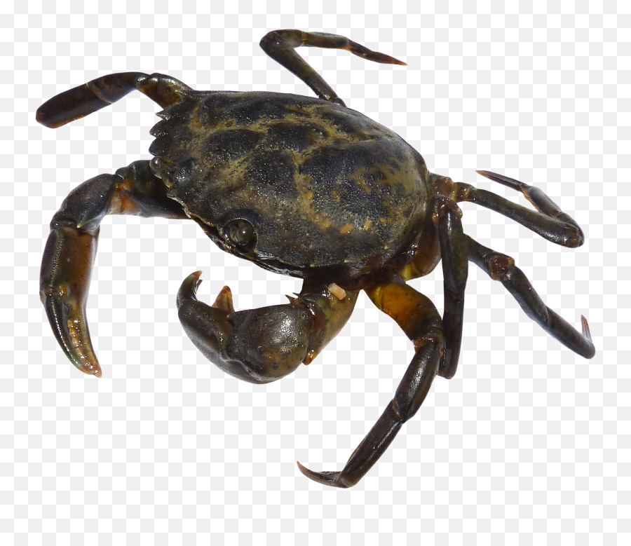 Crab Png Free Download - Portable Network Graphics,Crab Transparent Background