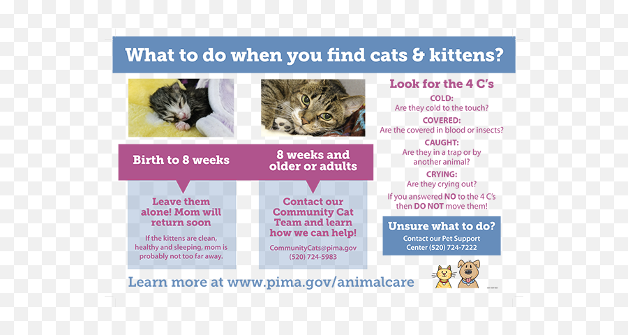 Kitten Season Is Here U2014 Friends Of Pima Animal Care Center - Cat Grabs Treat Png,Kittens Png