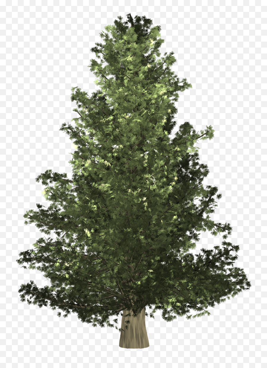 Pine Tree Transparent Background Xmas - Christmas Day Png,Christmas Tree With Transparent Background