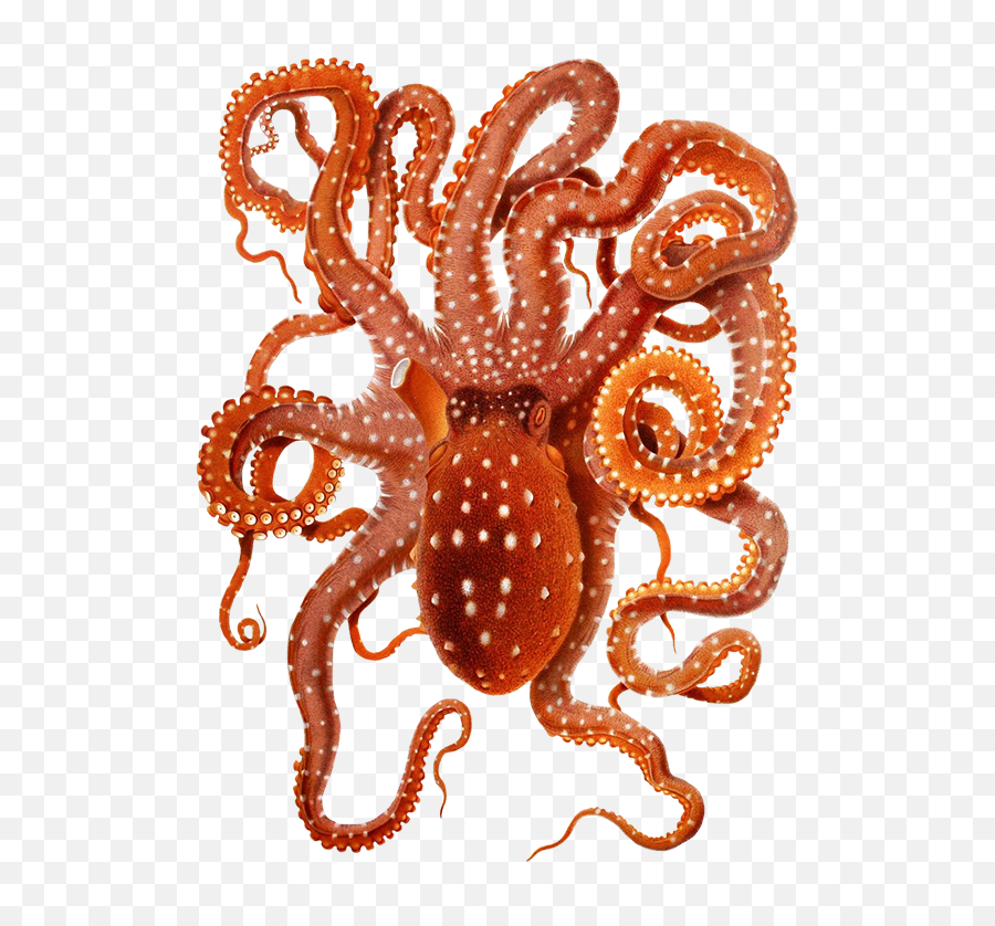 Png Transparent Octopus - Octopus Png,Octopus Png