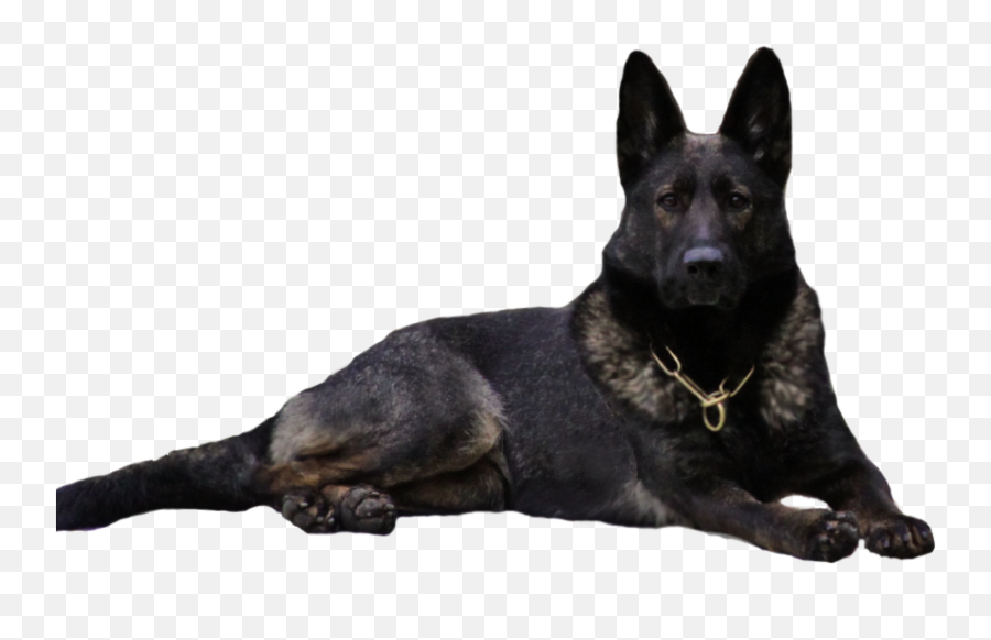 Black German Shepherd Pictures - Black And Sable German Shepherd Png,Black Dog Png