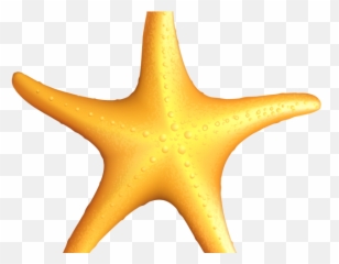 Cute Star Png - Étoile De Mer