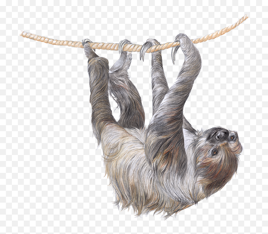 Two - Sloth Png,Sloth Transparent