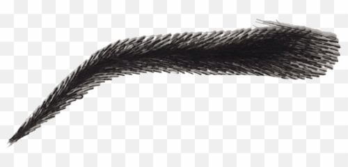 Eye Brow Png - Transparent Background Eyebrow
