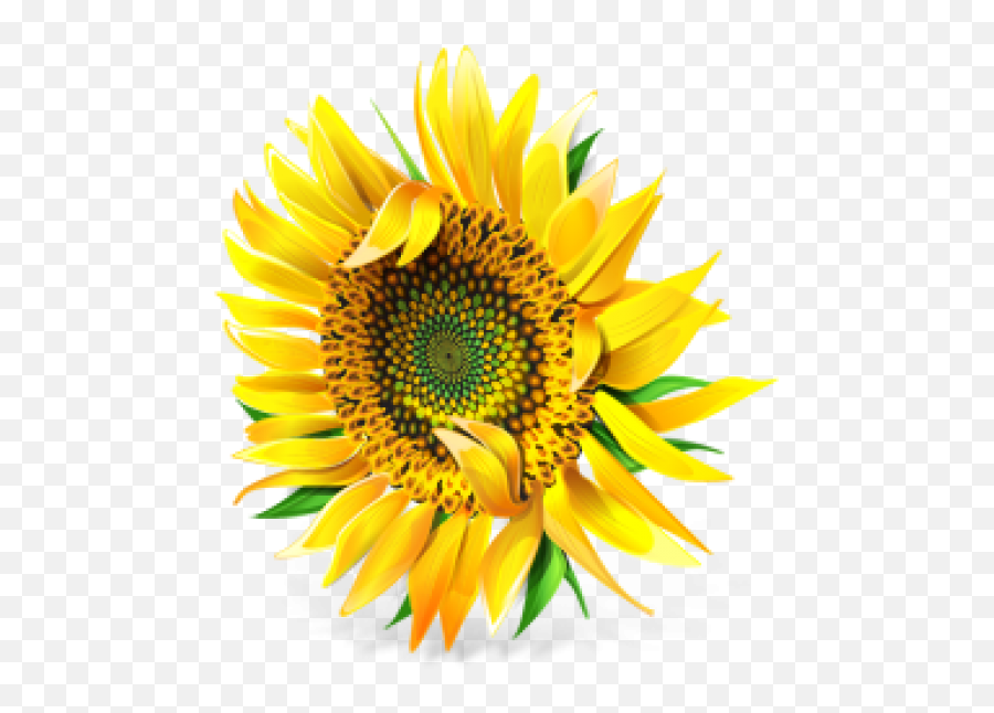 Sunflower Png Free Download 15 Images - Portable Network Graphics,Sunflower Png