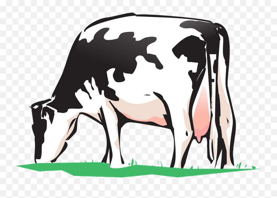 Animated Cows Pictures 25 Buy Clip Art - Cow Drink Water Cow Grazing  Clipart Png,Water Clipart Png - free transparent png images 