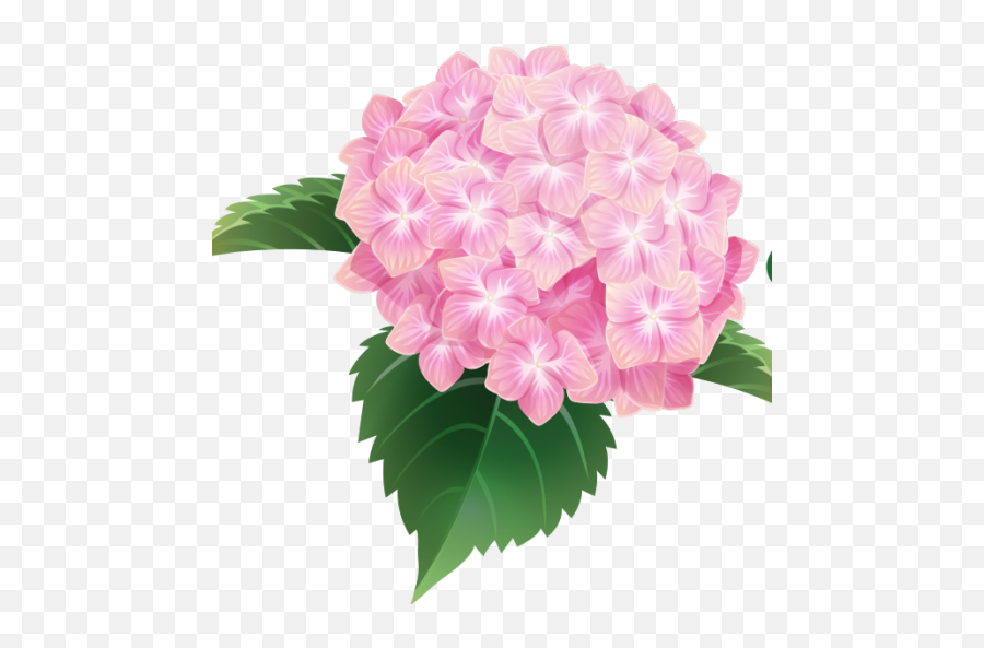Hydrangea Flower Png Transparent Image - Pink Hydrangea Flower Png,Hydrangea Png