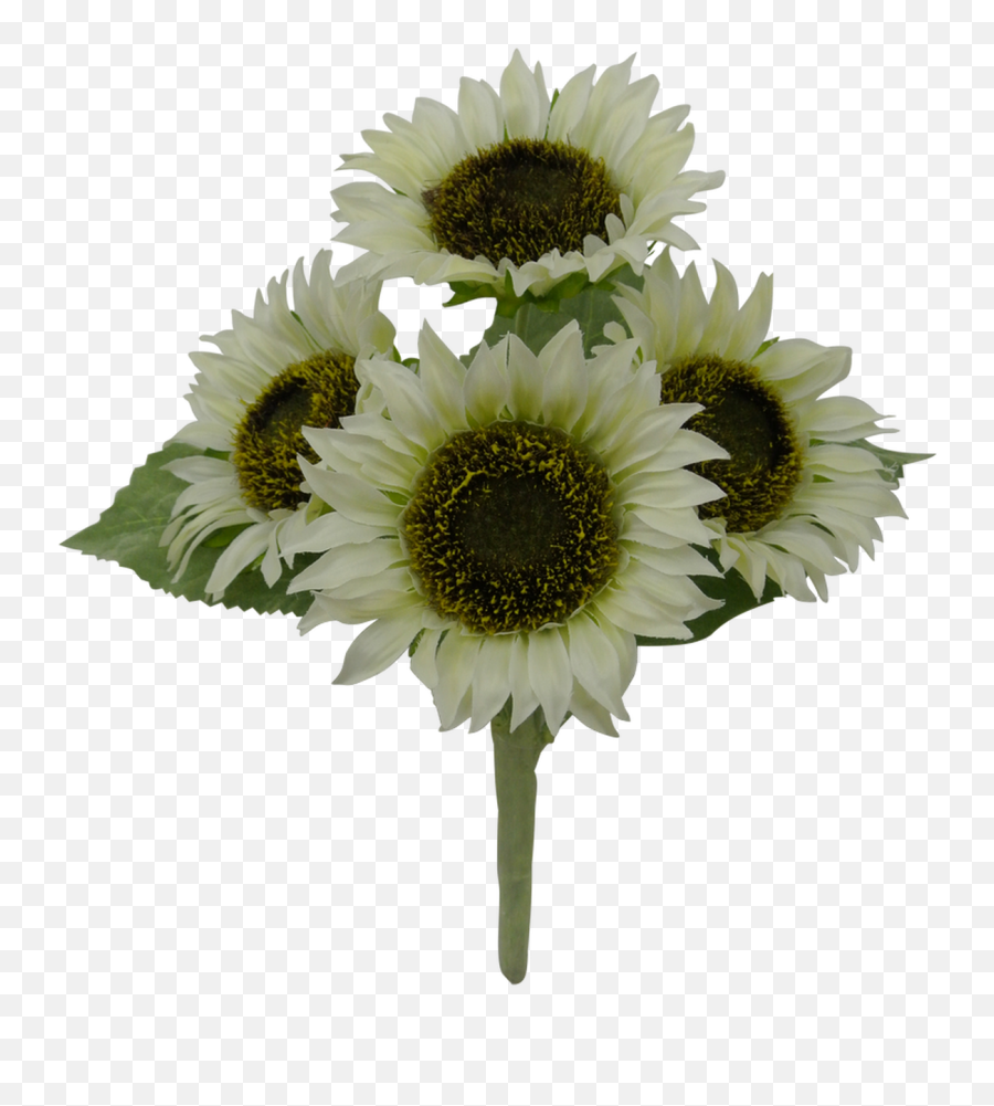 11 Sunflower Bush Cream 4 - Bouquet Png,Flower Bush Png