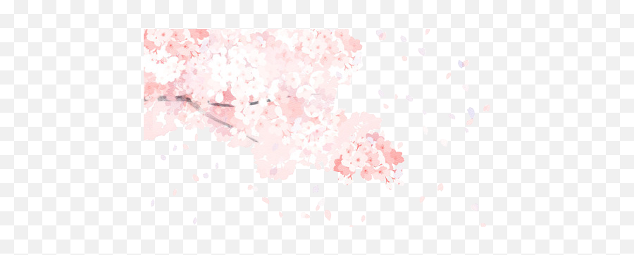 500x281 Pixels Size Nicole Dominguez Photos Cherry - Cherry Blossom Anime Transparent Png,Cherry Blossoms Png