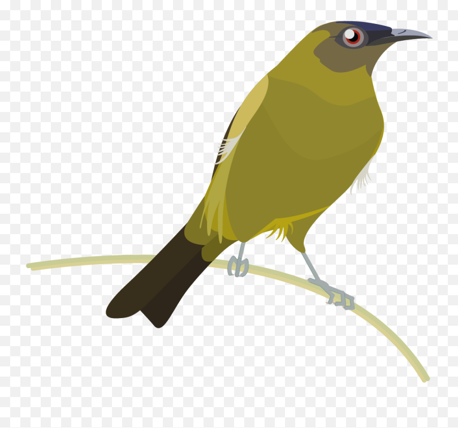 Graphics Bird Icons Colour Set 2 - Datasets Datagovt Cuculiformes Png,Bird Transparent Background