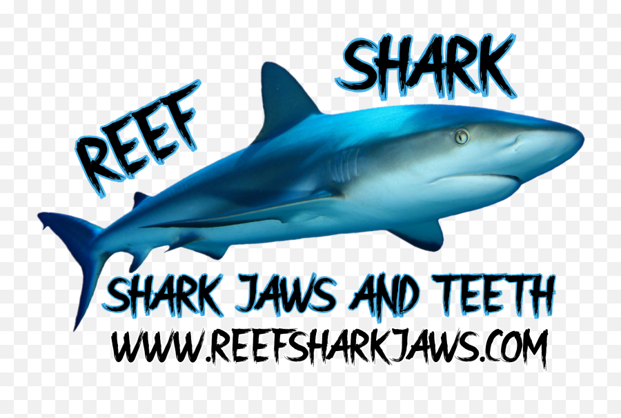Download Reef Shark - Great White Shark Hd Png Download Great White Shark,Great White Shark Png