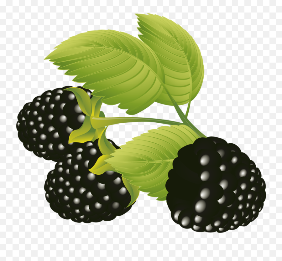Blackberries Vector Free Eps Graphic Design - Blackberry Png,Blackberries Png