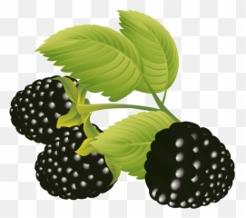 Blackberries Vector Free Eps Graphic Design - Blackberry Png,Blackberries Png