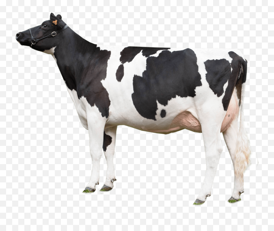 Cow Looking Left Transparent Png - Cow Png Transparent Background,Cattle Png