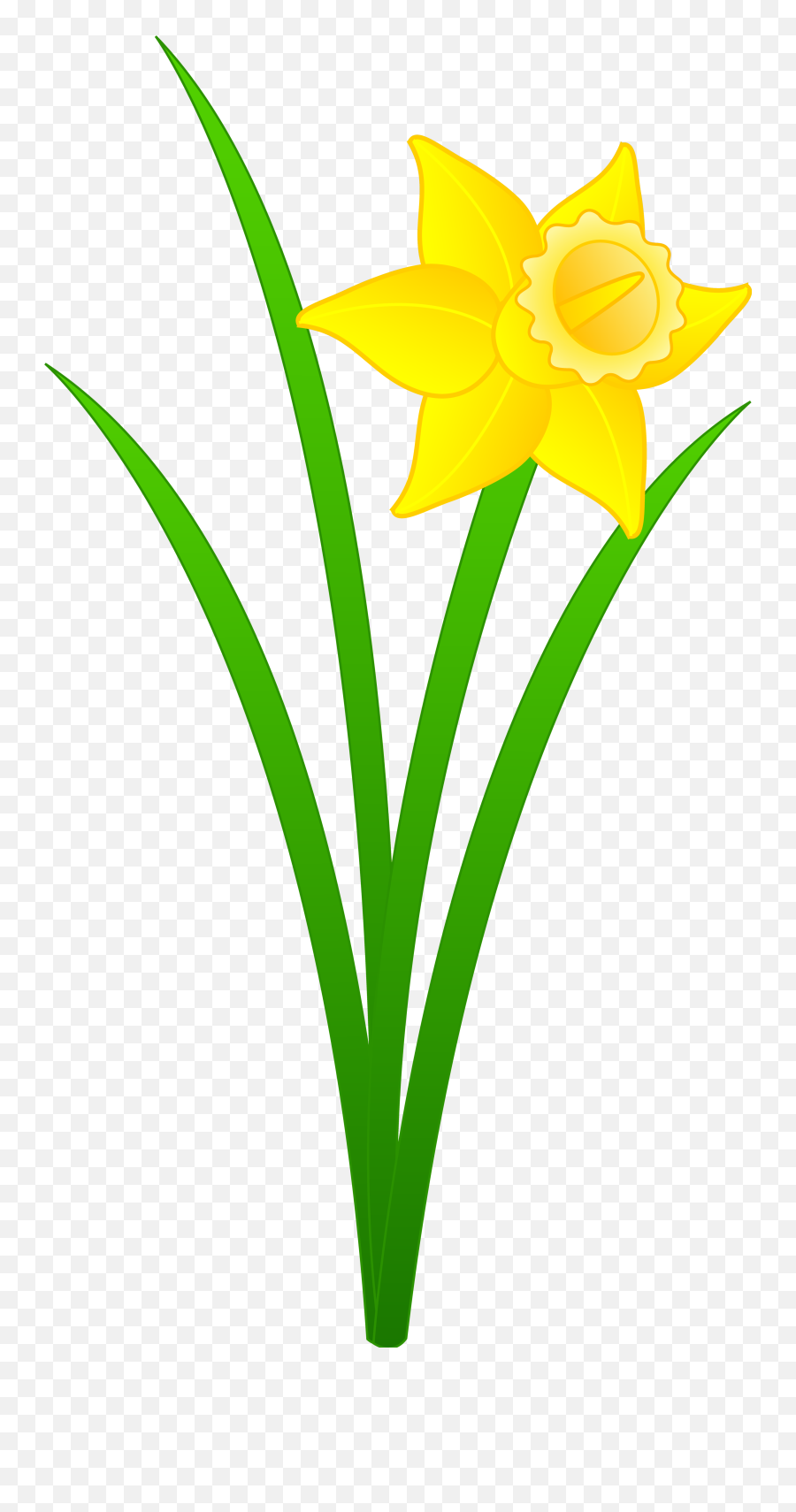 Daffodil Yellow Flower Drawing Free Image - Clip Art Daffodil Png,Green And Yellow Flower Logo