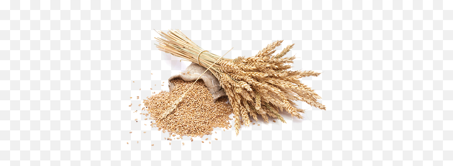 Grain Picture Png Image High Quality Hq Grains