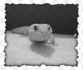Madgekoz - Most Dangerous Game Locations Png,Leopard Gecko Png