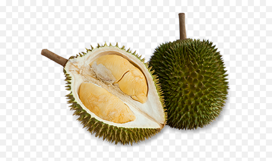 Durian D24 Sultan - Durian D24 Png,Durian Png