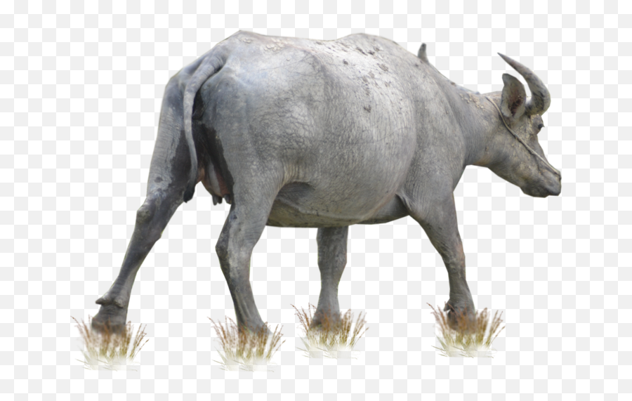 Free Png Images Download 3 Image - Buffalo Png,Free Png Images Download