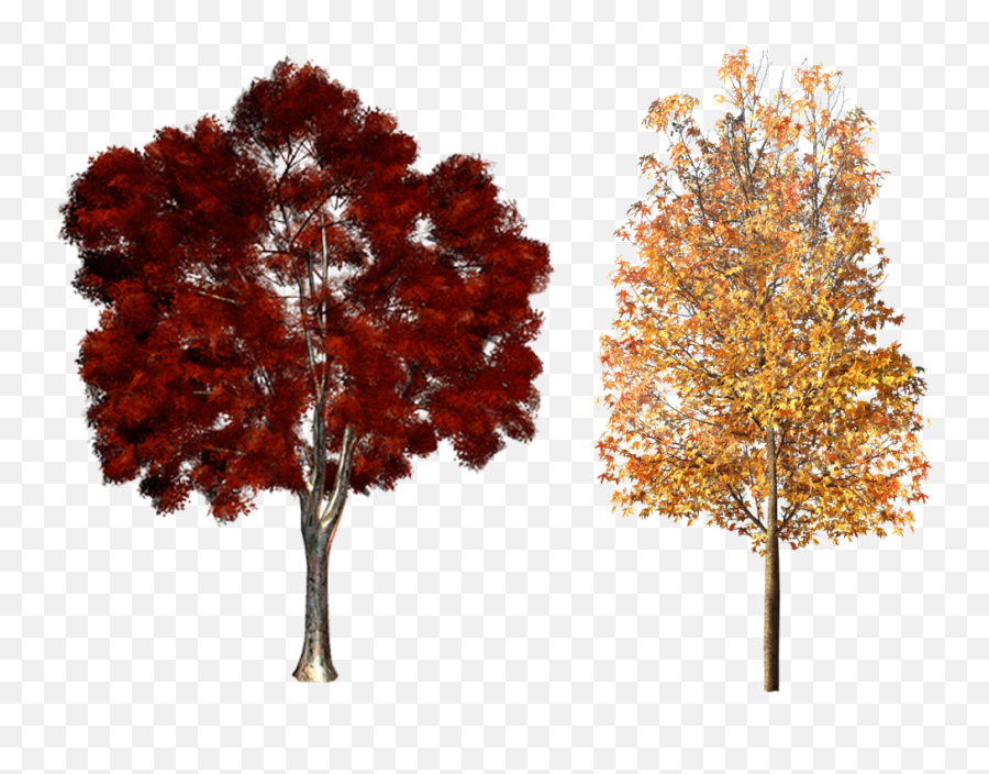 Clipart Fall Deciduous Tree Png Trees