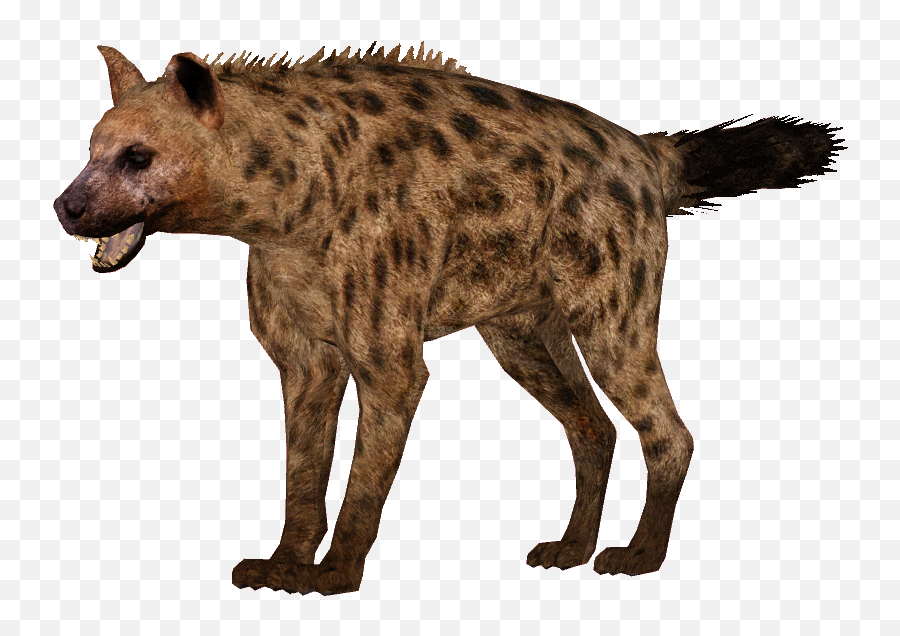 Hyena Png Image File