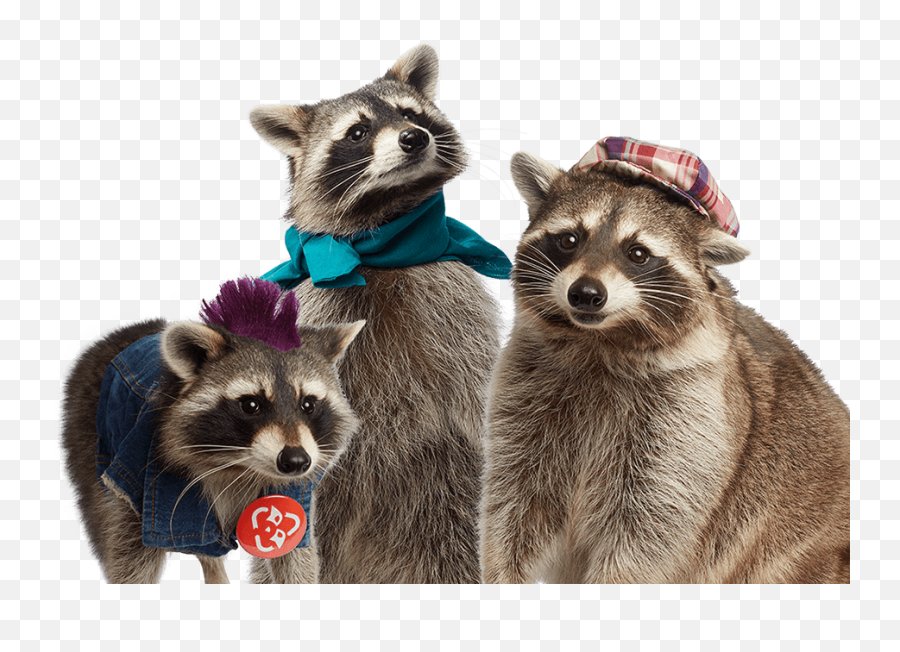 Bay City - Recycling Raccoons Raccoon In Trash Cans Transparent Png,Cute Recycle Bin Icon