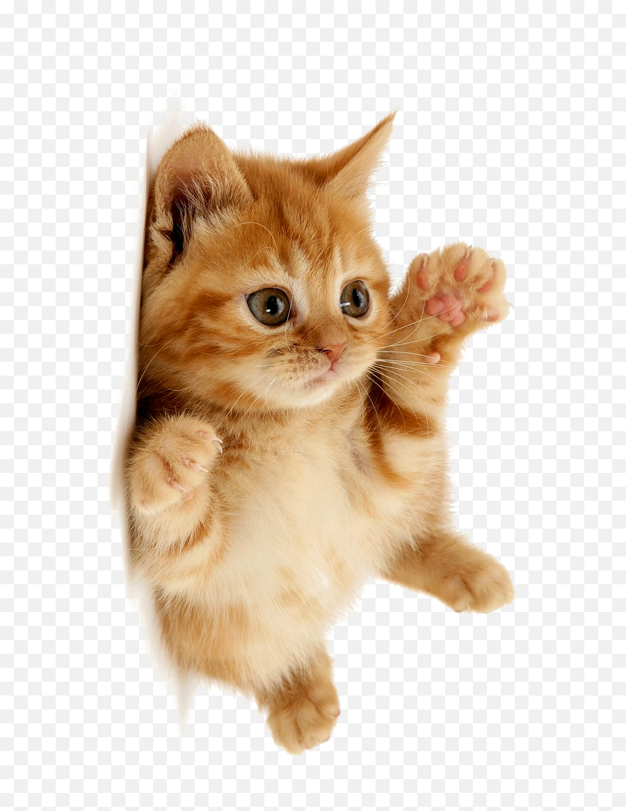 Cute Cat Png Download - Cute Cat Png,Cute Cat Png