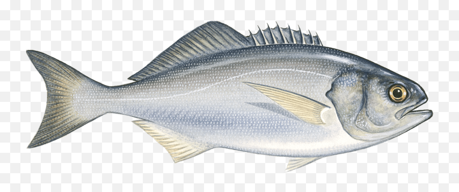 Butterfish - Sailfish Png,Bass Fish Png