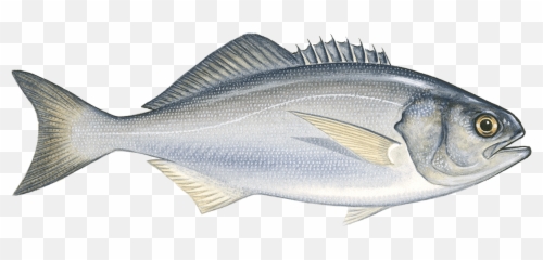 Butterfish - Sailfish Png,Bass Fish Png
