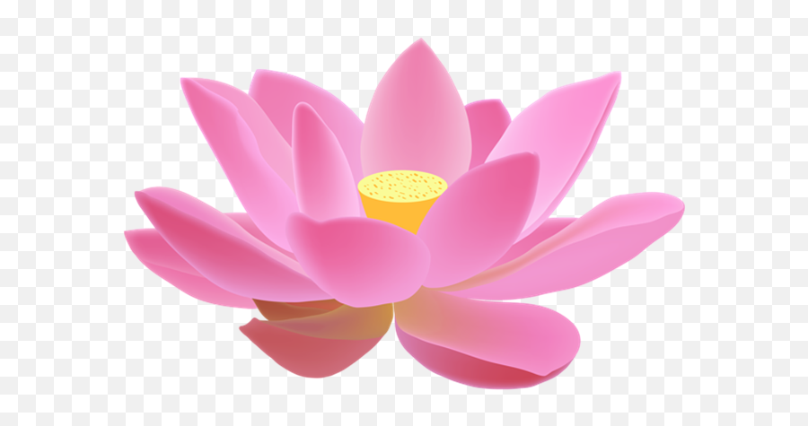 Lotus Png Transparent Images Free Download