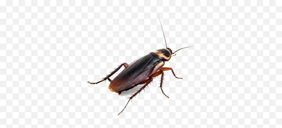 Pest Control Costa Blanca Spain - Does A Cockroach Look Like Png,Roach Png
