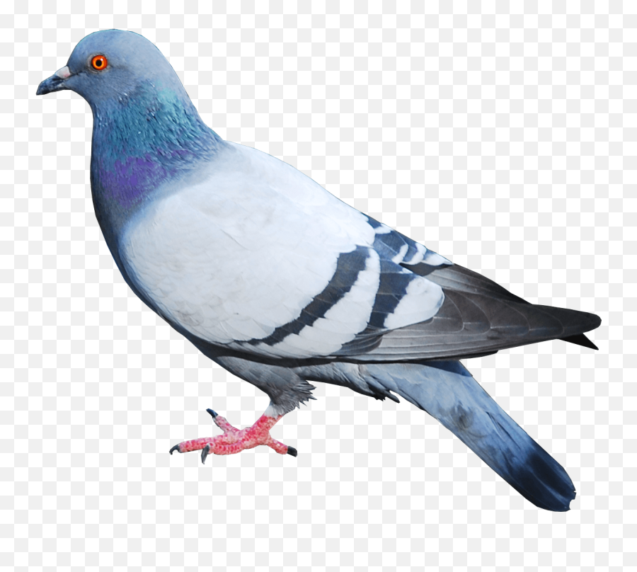 Pigeon Clipart Transparent Background - Pigeon Png,Dove Transparent Background