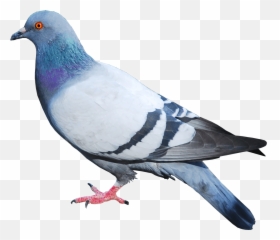 Pigeon Clipart Transparent Background - Png