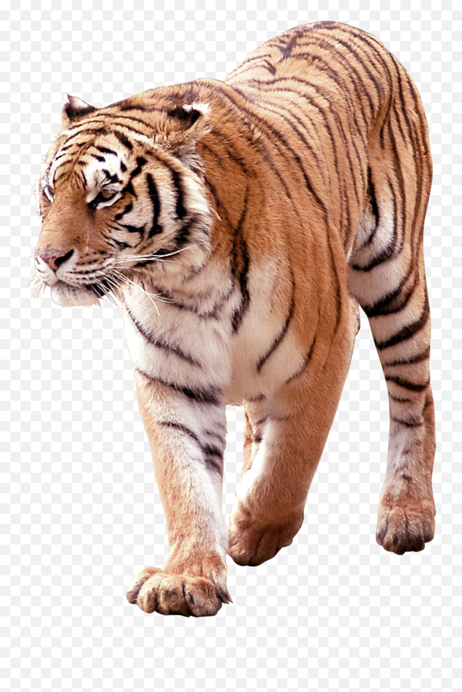 Tiger Png