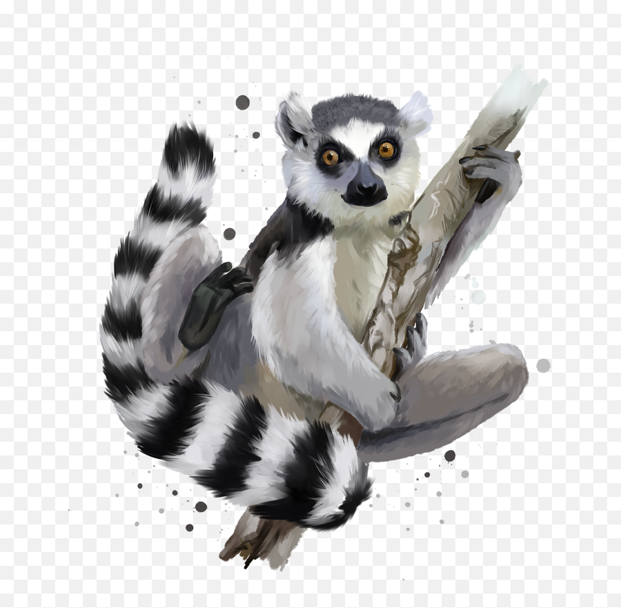 Lemur Png Images Transparent Background Play - Ring Tailed Lemur Clipart,Tail Png