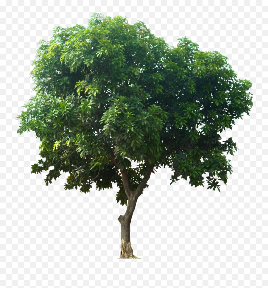Download Fruit Tree Mangifera Indica - Tree For Architectural Rendering Png,Fruit Tree Png