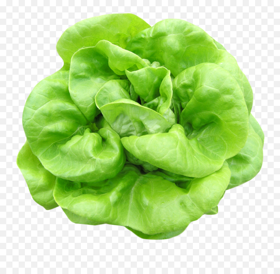 Butterhead Lettuce Png Image - Spinach Png,Salad Transparent Background