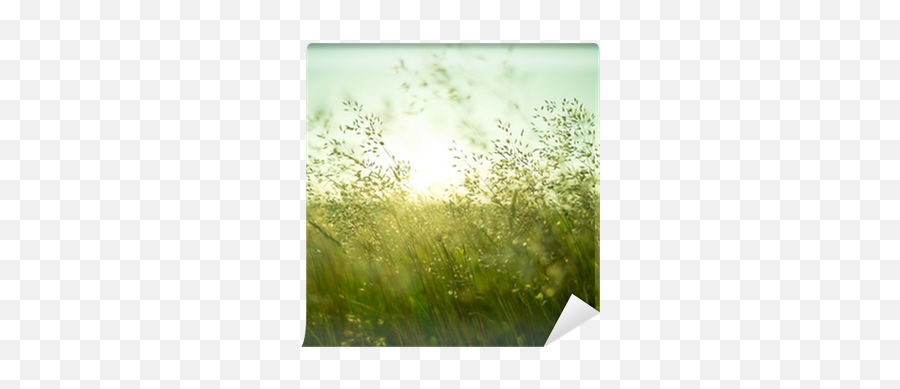 Summer Dry Grass Wallpaper Pixers - Photography Png,Dry Grass Png
