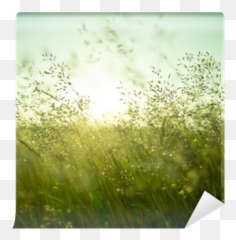 Summer Dry Grass Wallpaper Pixers - Photography Png,Dry Grass Png