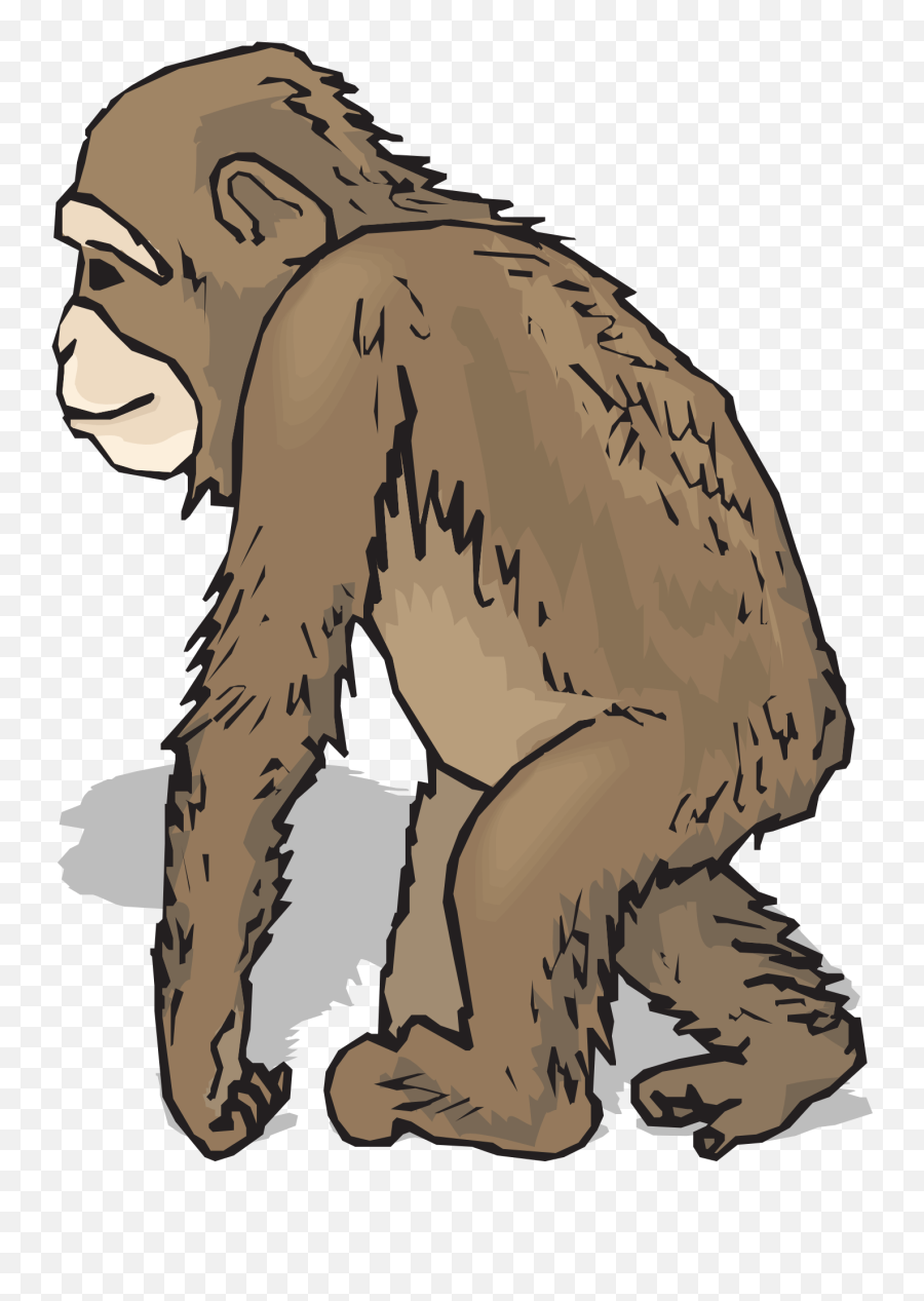 Chimpanzee Clipart Realistic - Animal With Fur Cliparts Png,Chimp Png