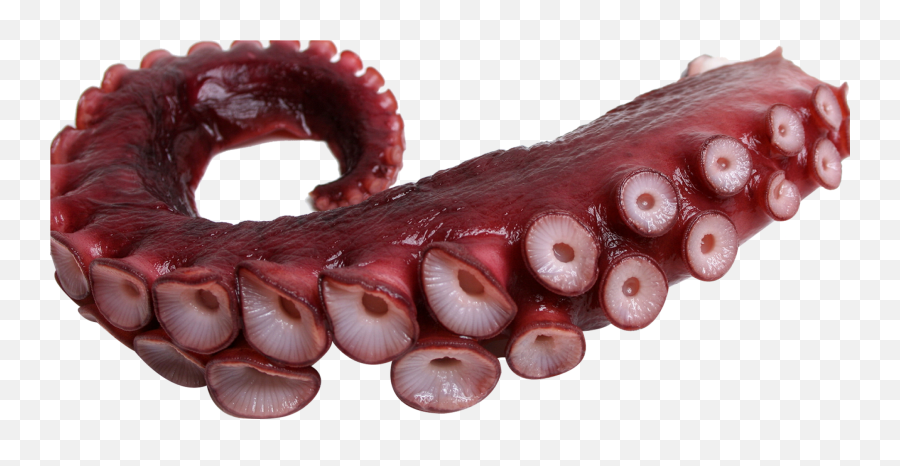 Octopus Png - Octopus Tentacles,Octopus Png