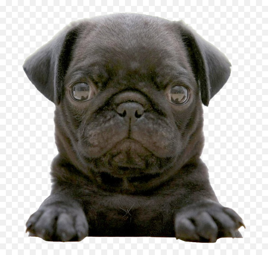 Pug Png Picture - Black Pug Puppy,Pug Png