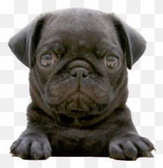 Pug Png Picture - Black Pug Puppy,Pug Png