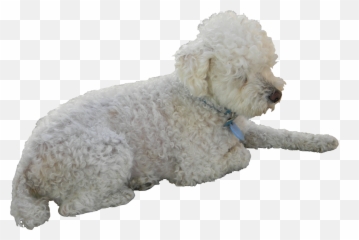 Poodle Png - Poodle Crossbreed,Poodle Png