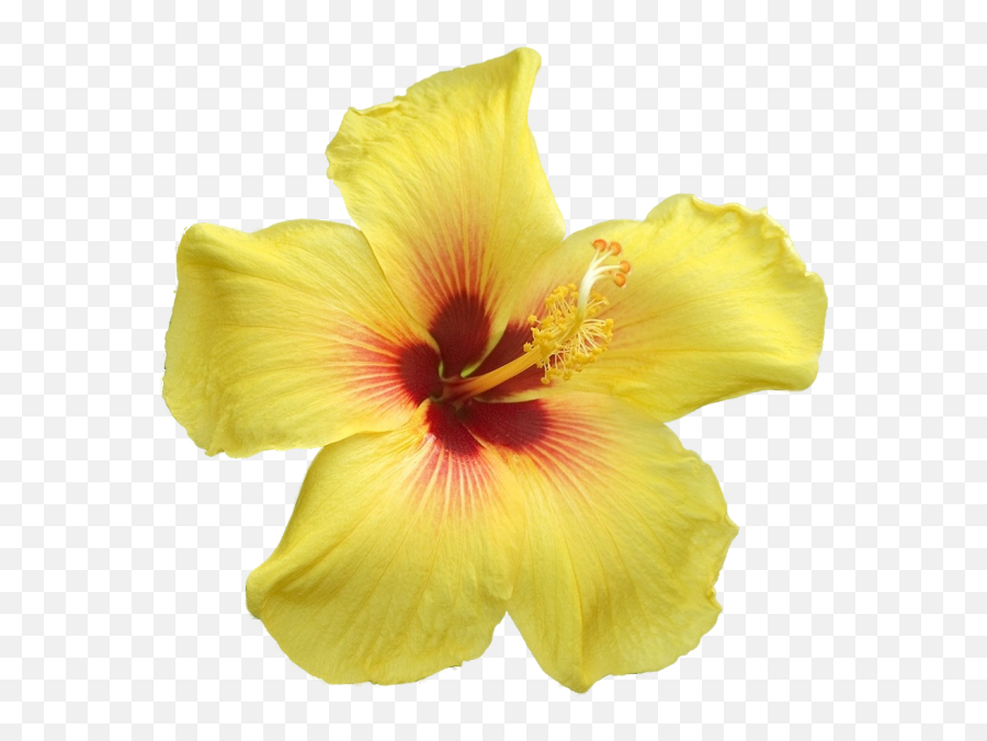 Yellow Flowers Png - Big Yellow Flowers Png,Yellow Flowers Png