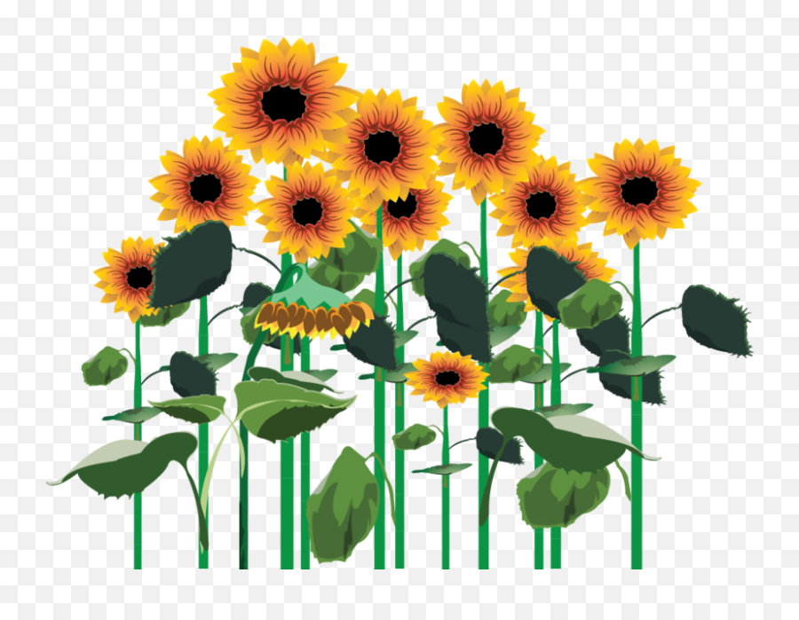 Sunflowers Png Clipart - Full Size Clipart 3480574 Transparent Sunflower Plants Png,Sunflower Png