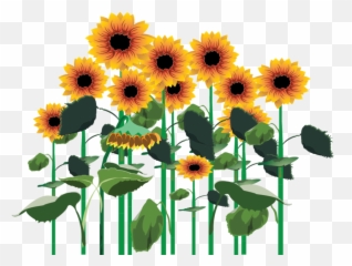 Sunflowers Png Clipart - Full Size 3480574 Transparent Plants